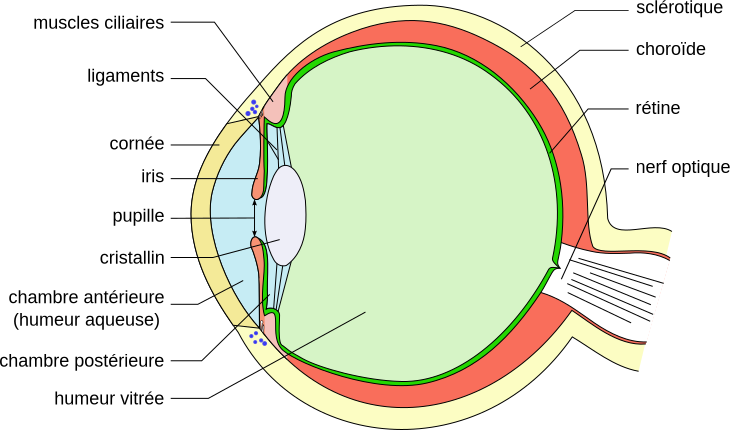 schéma œil humain