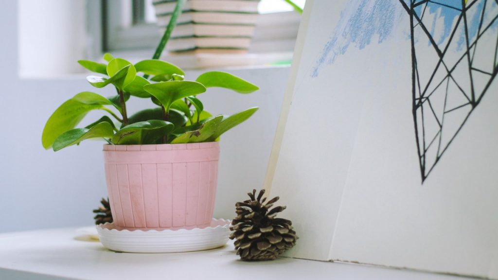une plante de bureau