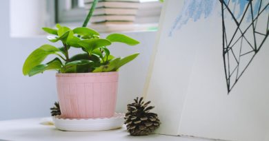 une plante de bureau