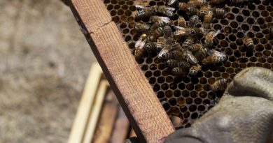ruche abeille miel