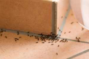 insectes envahisseurs