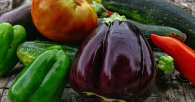 jardinage avoir son potager de légumes