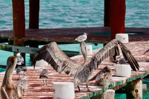 puerto morelos