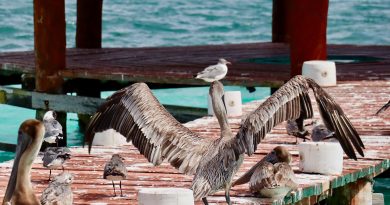 puerto morelos