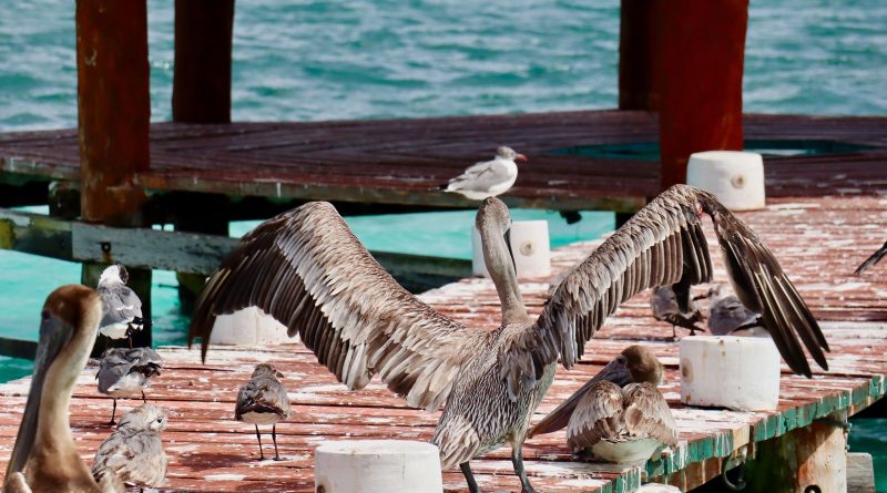 puerto morelos