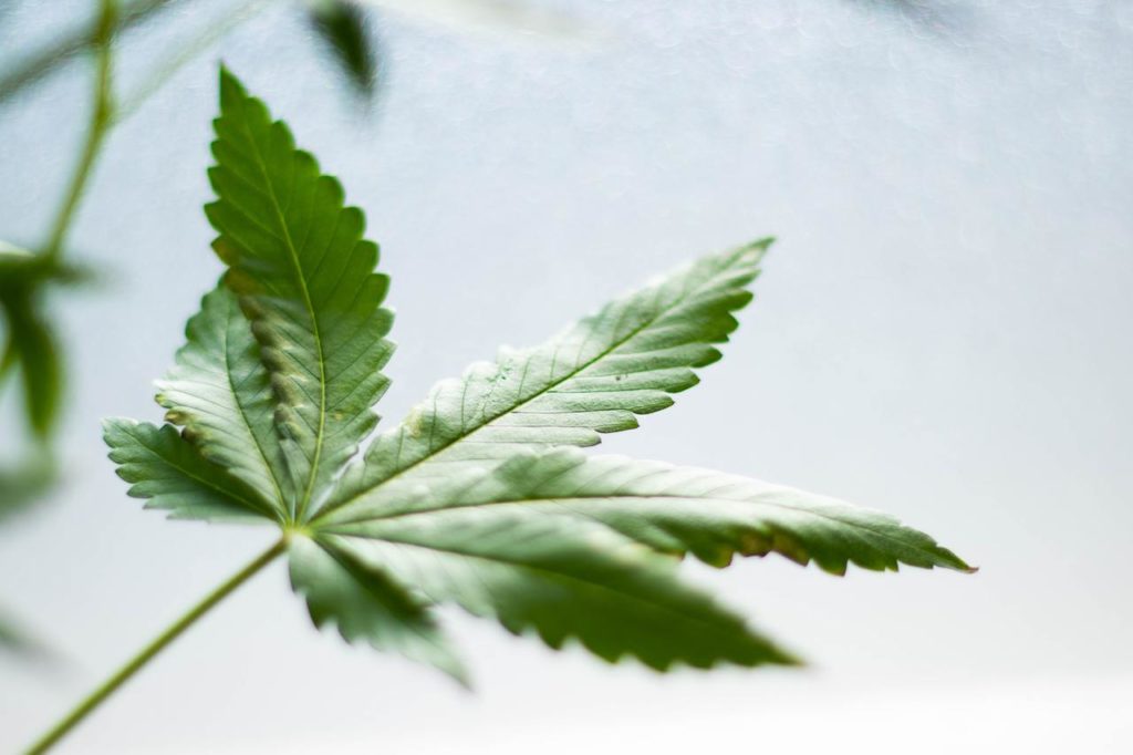 cbd feuille