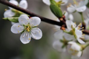 fleur de cerisier - planter un arbre