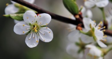 fleur de cerisier - planter un arbre
