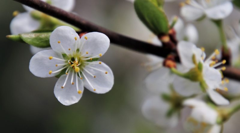 fleur de cerisier - planter un arbre