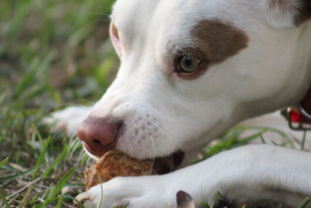 friandises pour chien