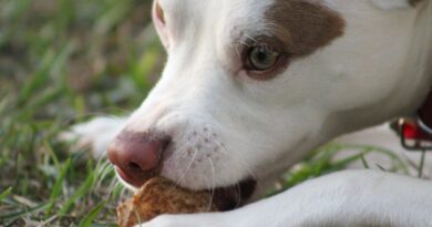 friandises pour chien