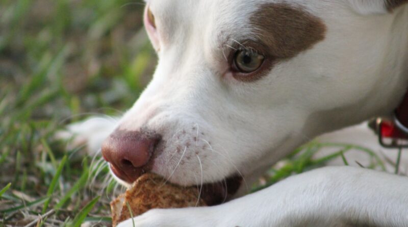 friandises pour chien