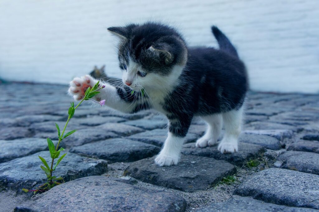 chat en bonne santé