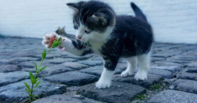 chat en bonne santé