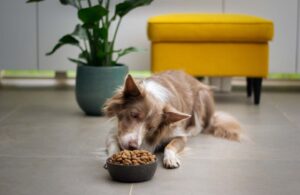 gamelle anti-glouton pour chien