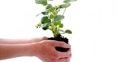 jardinage écologique