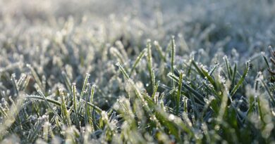 gelée - Saintes glace