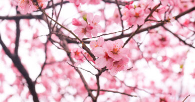 tendance élagage arbre