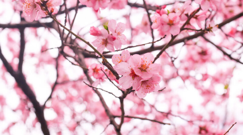 tendance élagage arbre