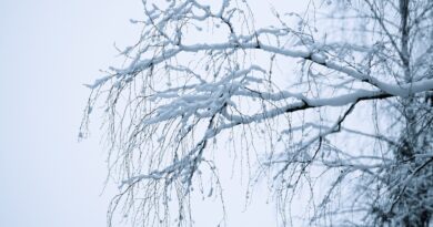 élagage hivernal