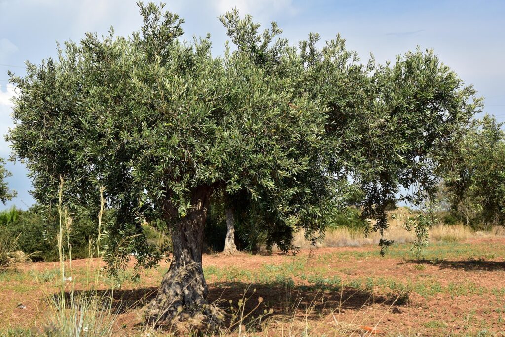 arbre olivier