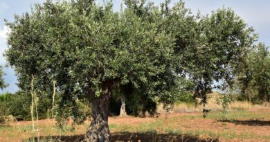 arbre olivier